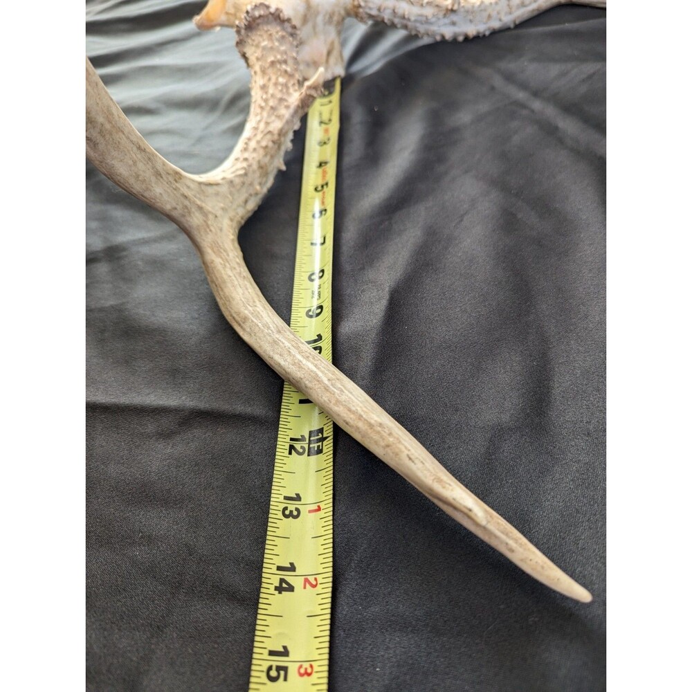 Wild 8 Point Whitetail Deer Antler Rack Horn Skull Plate Man Cave Tall - Picture 10 of 11